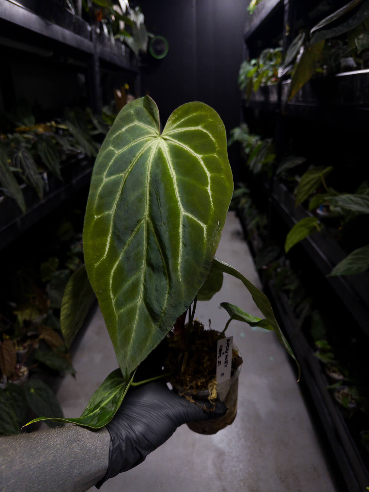 Anthurium ('Blackx' x 'Hoffx') x 'Heinz' s1