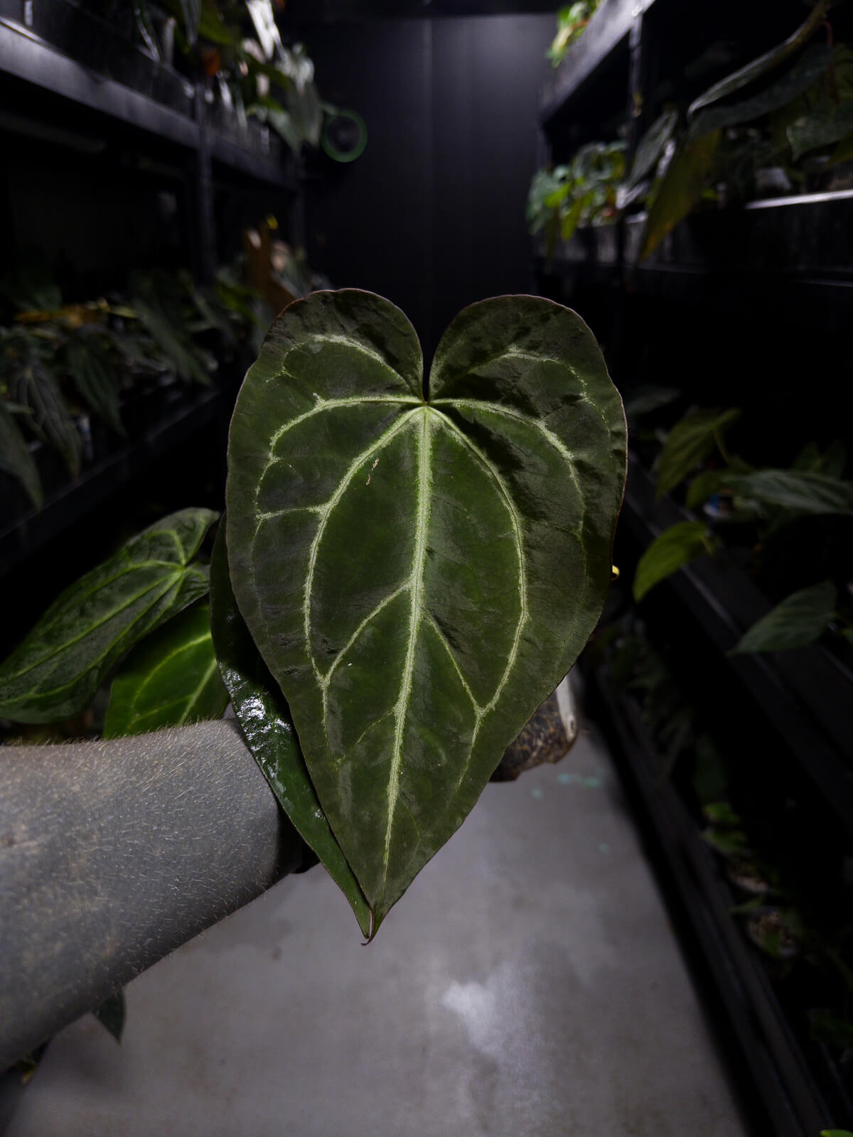 Anthurium ('Blackx' x 'Hoffx') x 'Heinz' s1