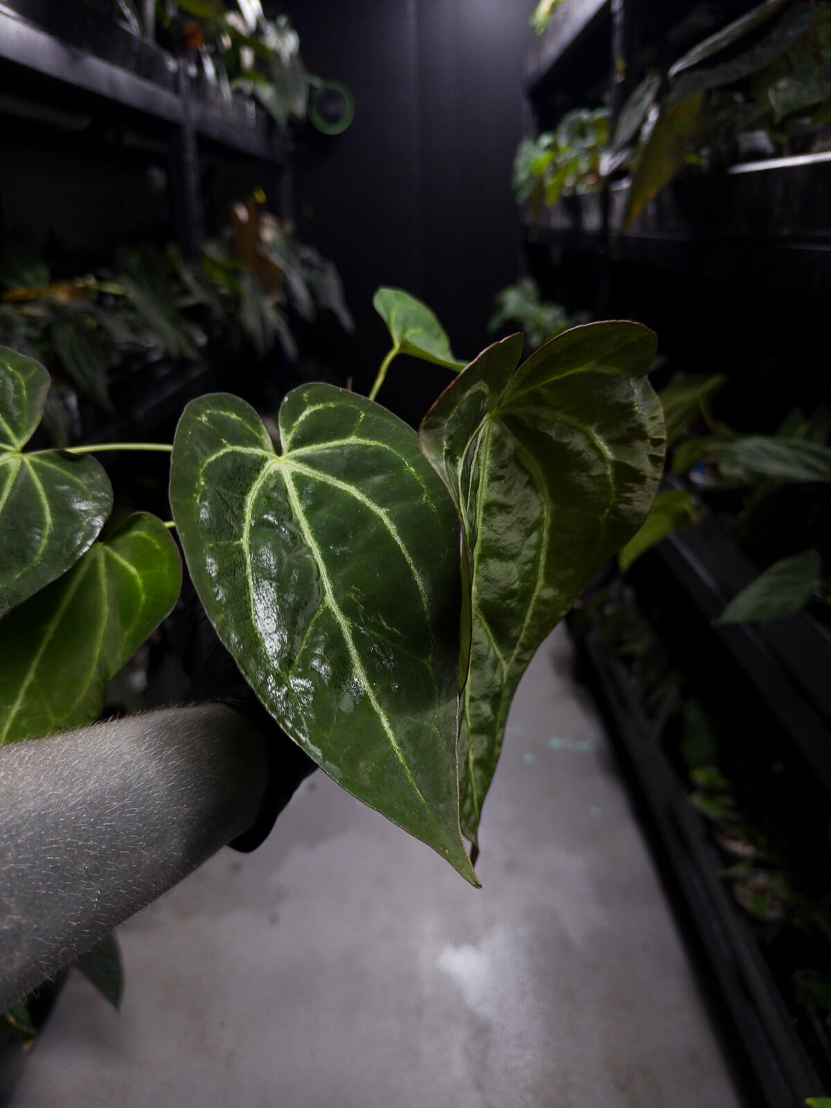 Anthurium ('Blackx' x 'Hoffx') x 'Heinz' s1