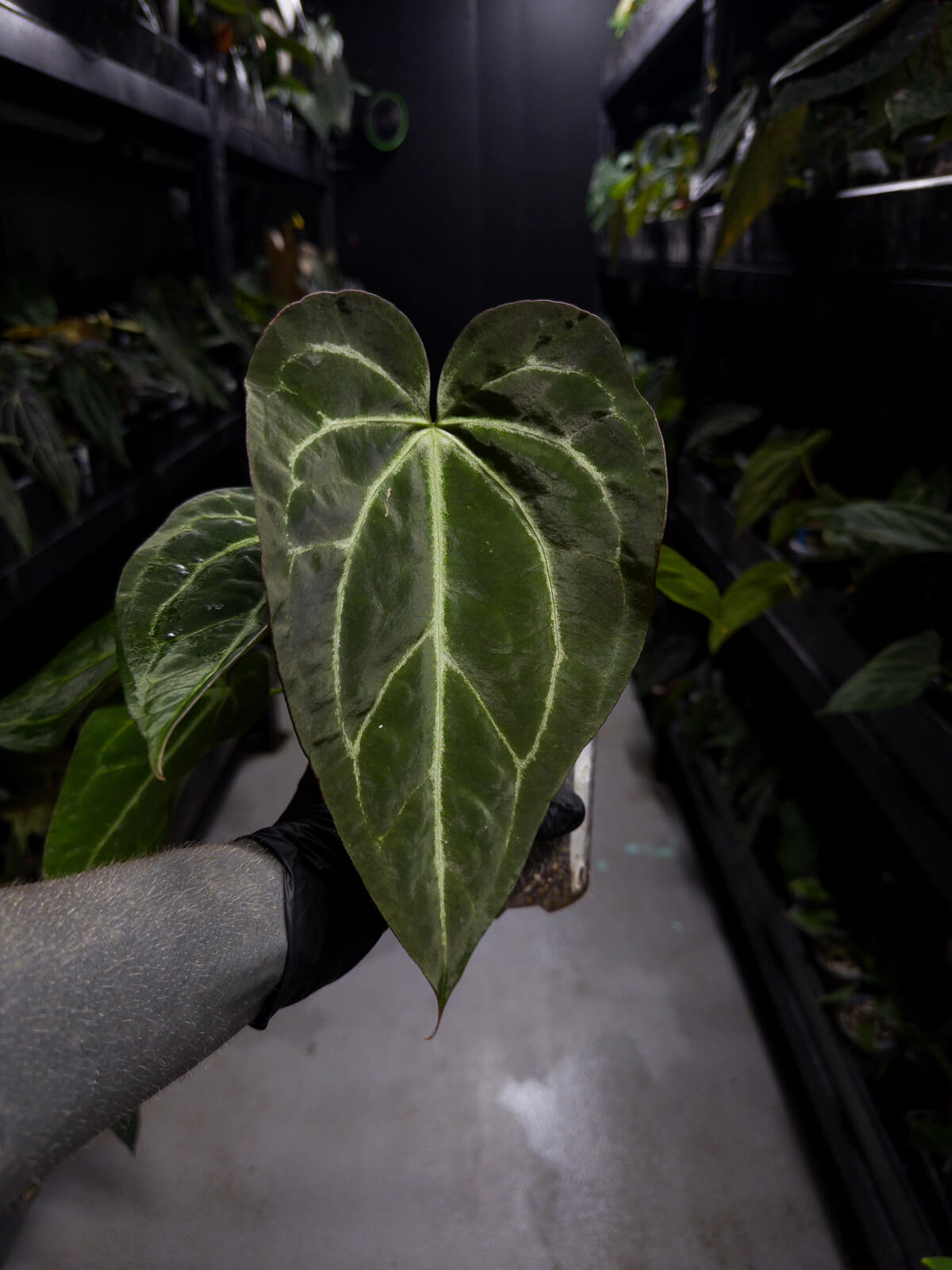 Anthurium ('Blackx' x 'Hoffx') x 'Heinz' s1
