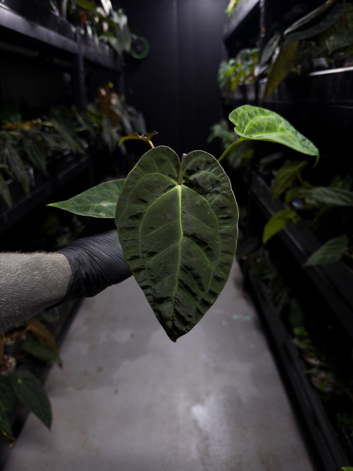 Anthurium (pap x dress ex. JS s1) x (regale x 'Silver Chrome')