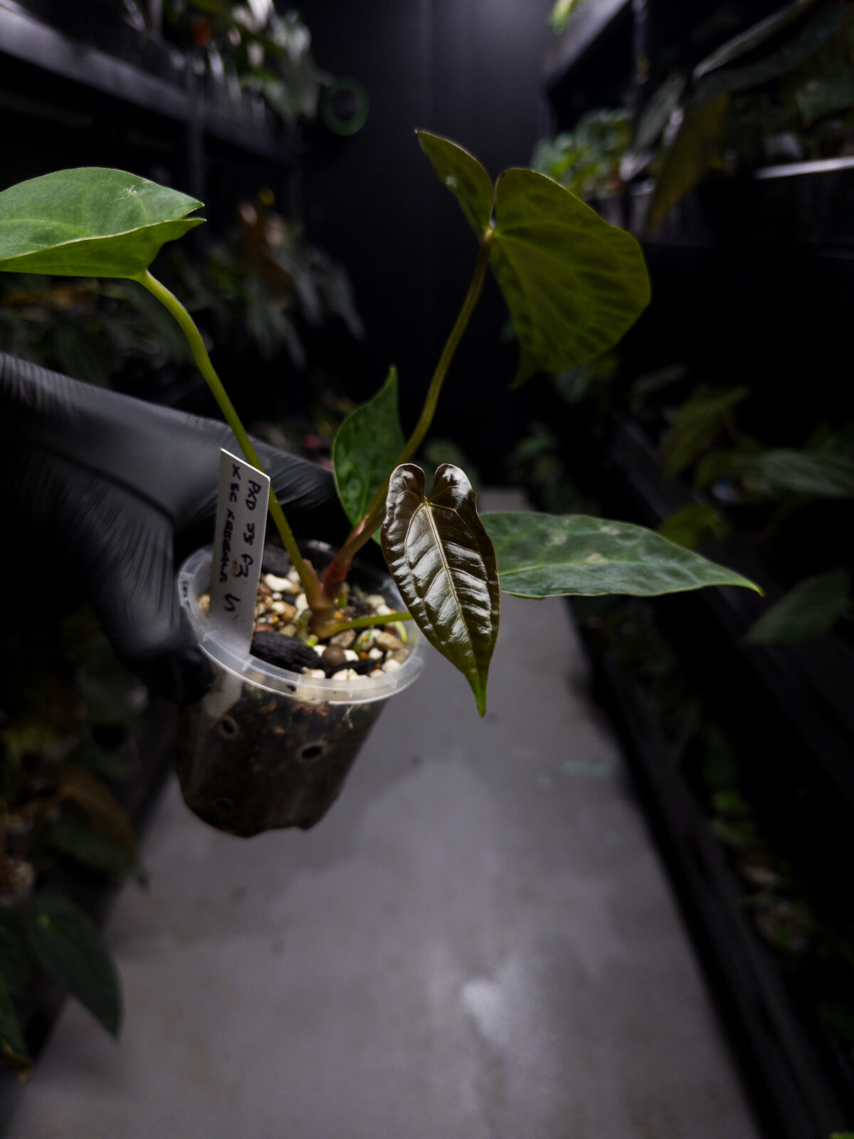 Anthurium (pap x dress ex. JS s1) x (regale x 'Silver Chrome')