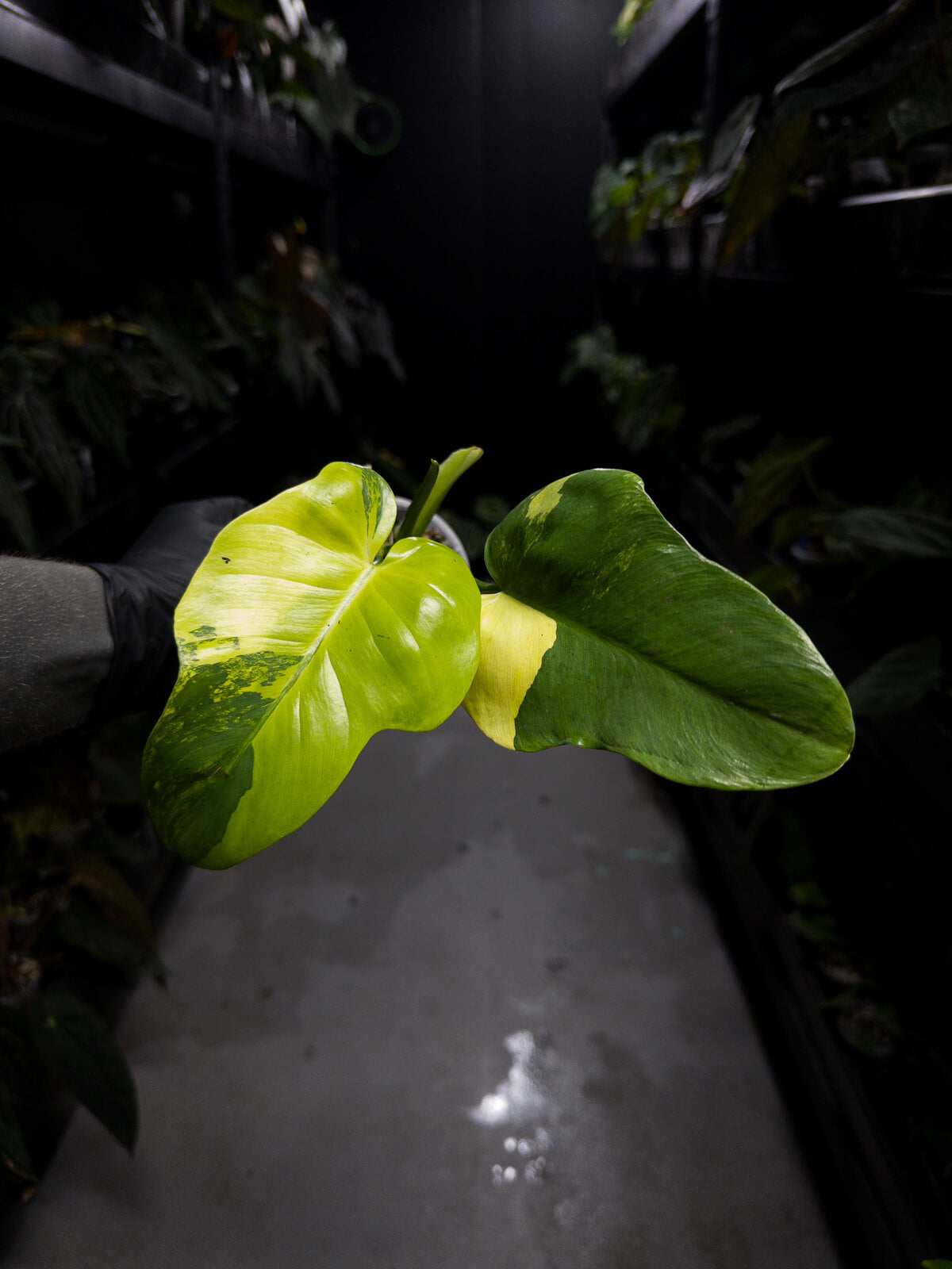 philodendron bipennifolium kaufen Philodendron bipennifolium • highly variegated – The Plant Plug