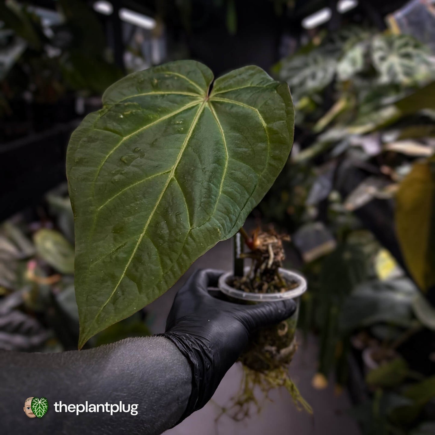 Anthurium NOID • spidery veins