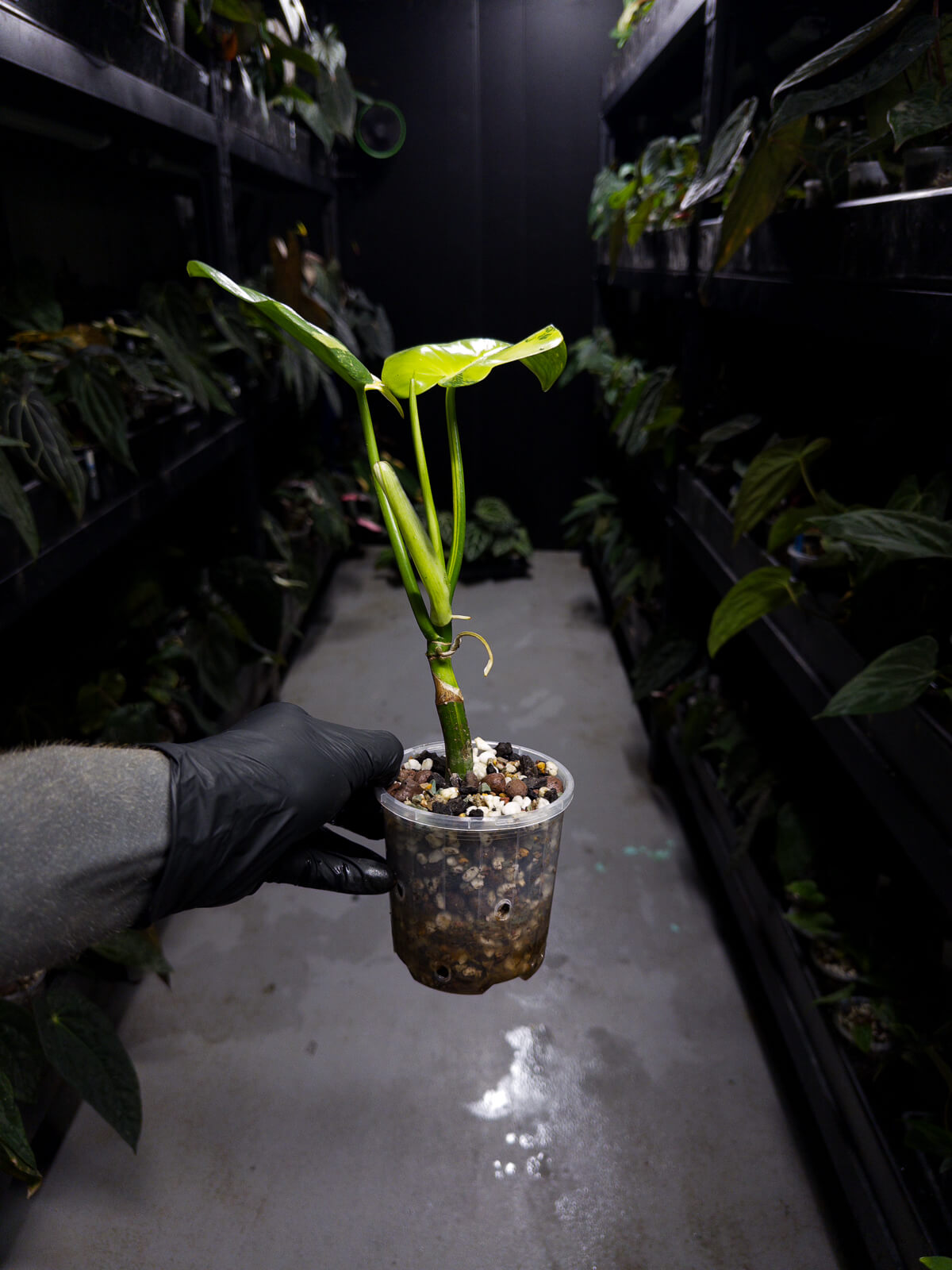 Philodendron bipennifolium • highly variegated