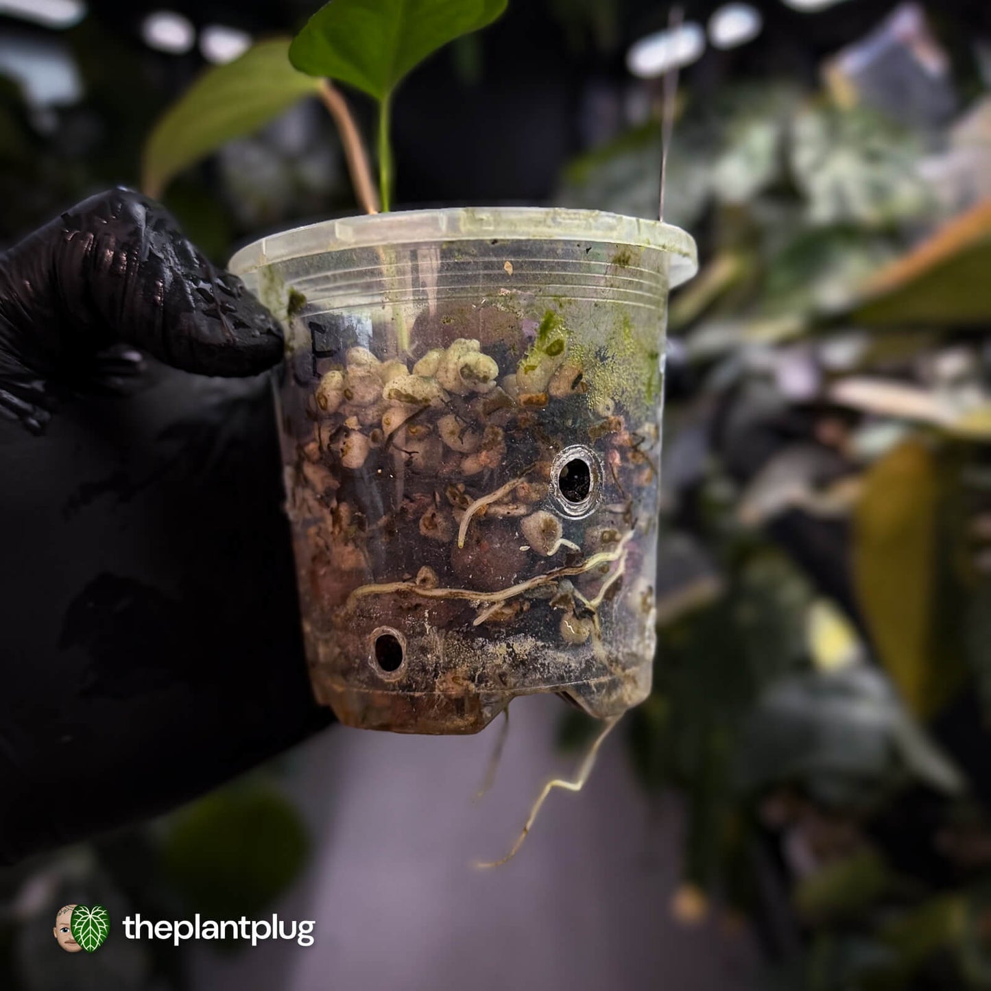 Anthurium sp. Guatemala x papillilaminum