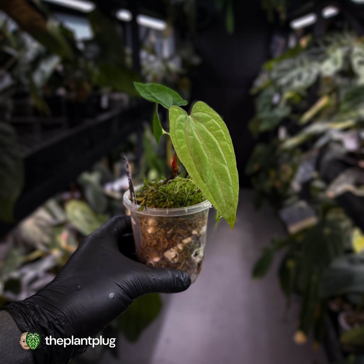Anthurium 'RVDP' x pap 'FS'