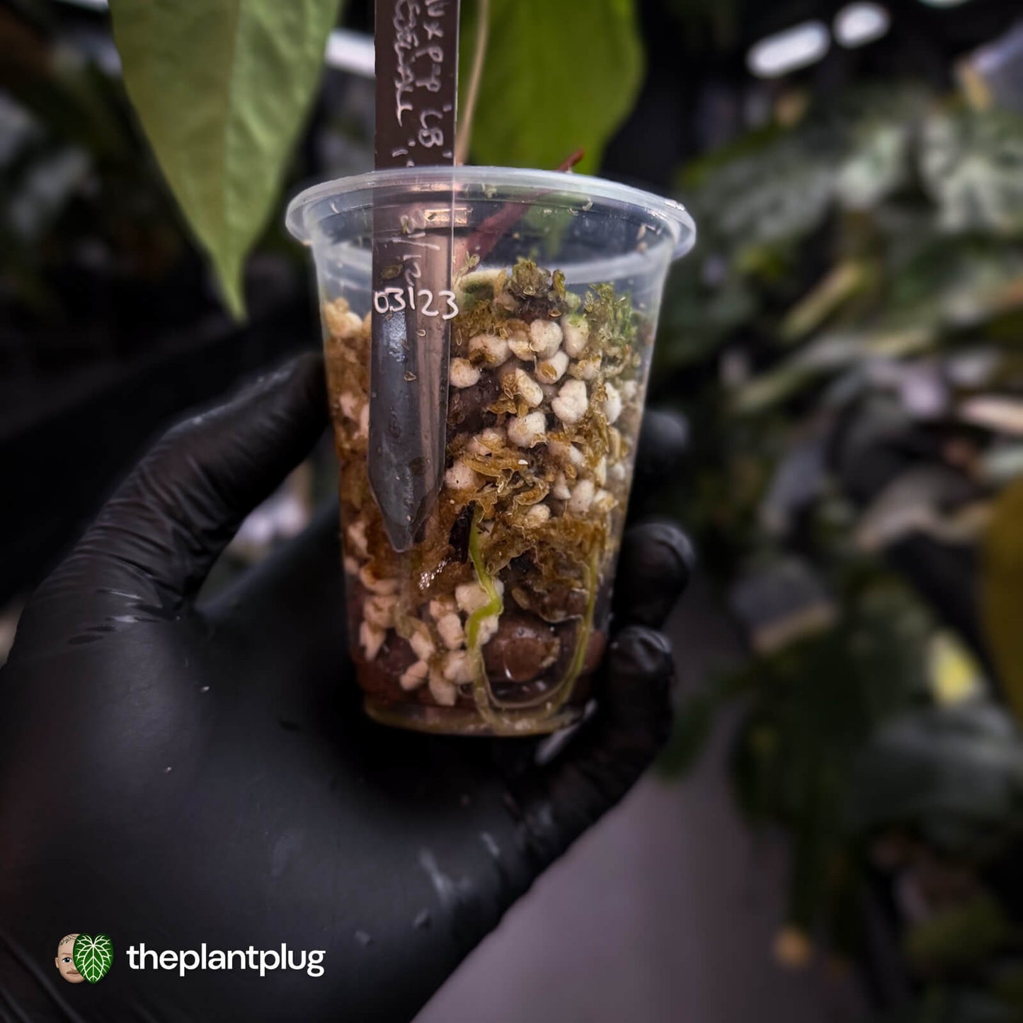 Anthurium Eyewall • mother plant clone