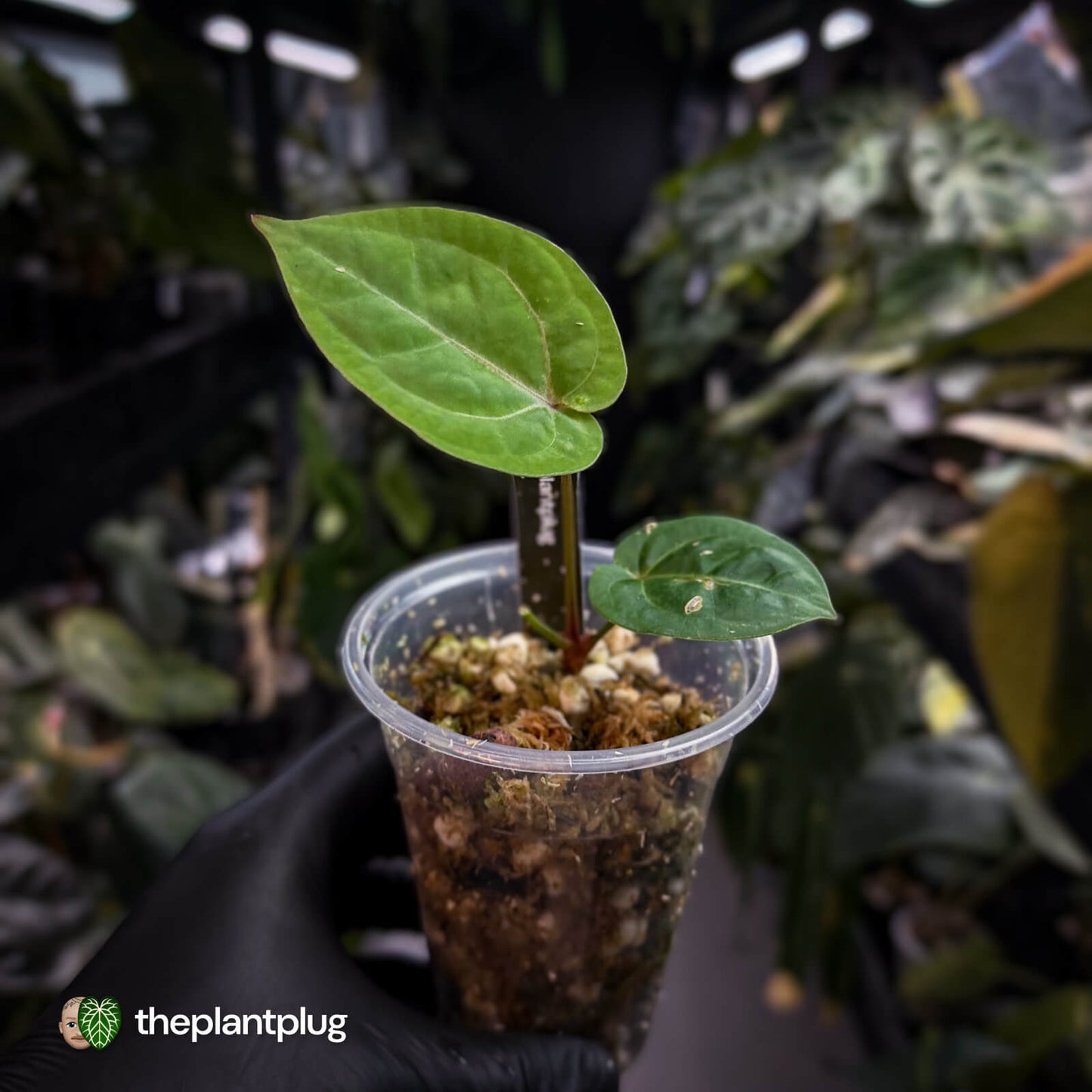 Anthurium 'Red Crystal' x 'Bloodmoon' 🩸