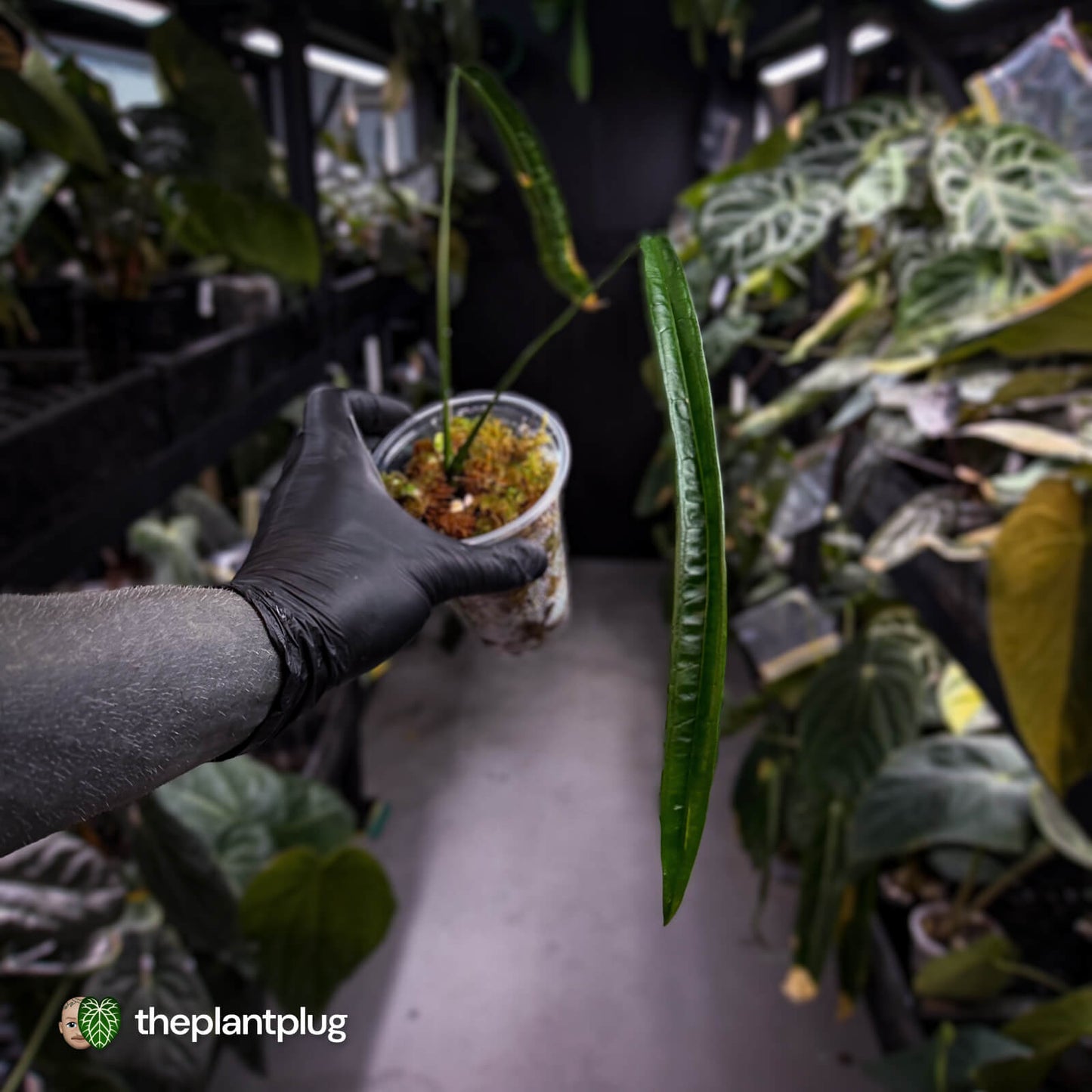 Anthurium lutheri • rarely offered