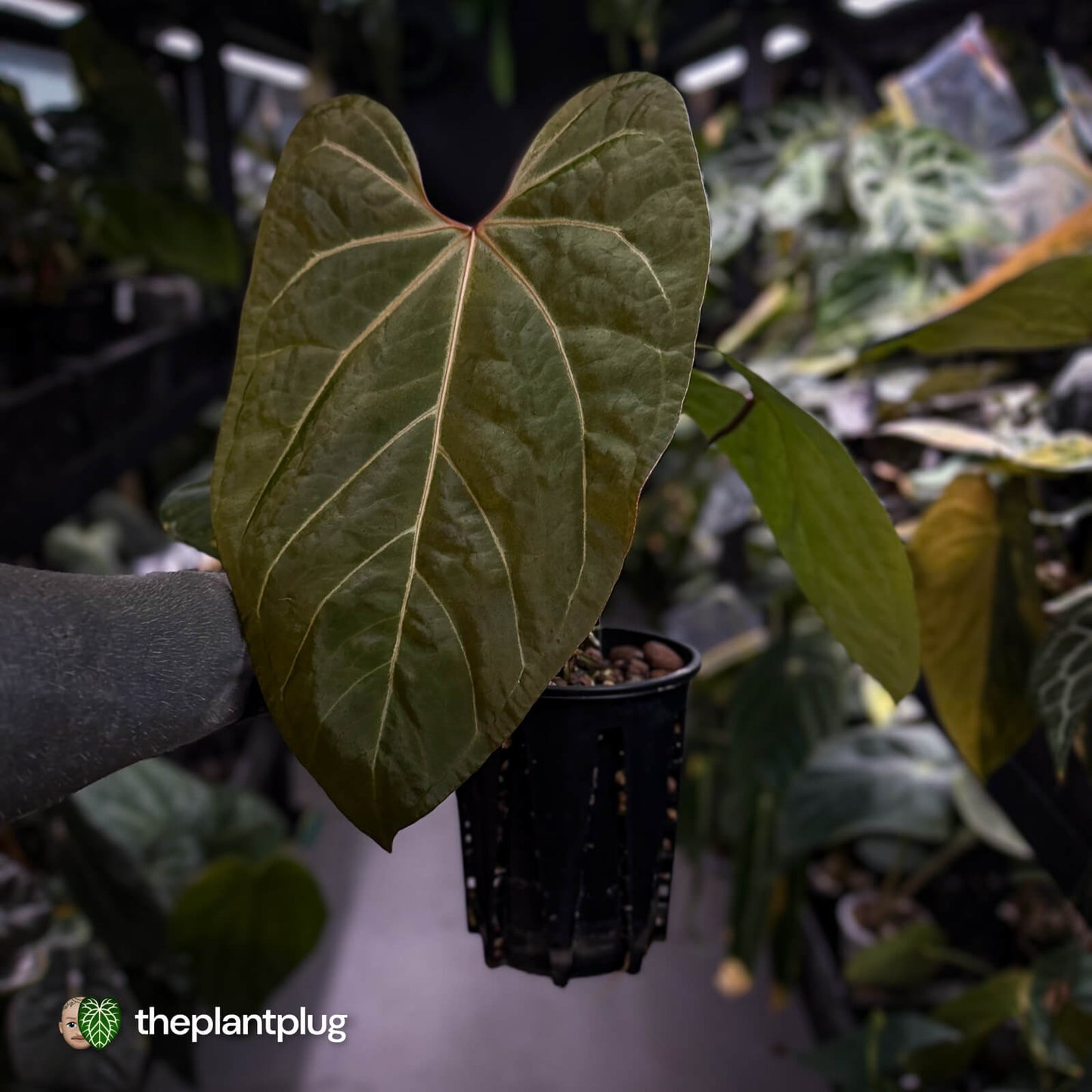 Anthurium 'Indo Portillae' x red crystallinum 'Tezula' π₯