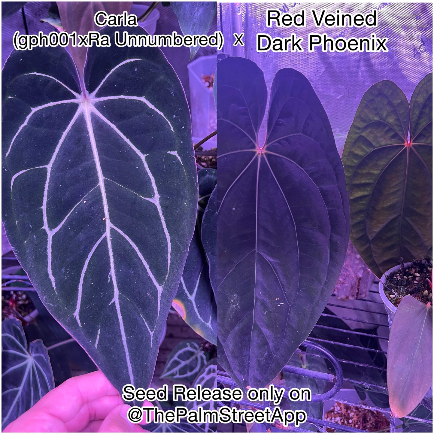 Anthurium carlablackiae x 'RVDP'