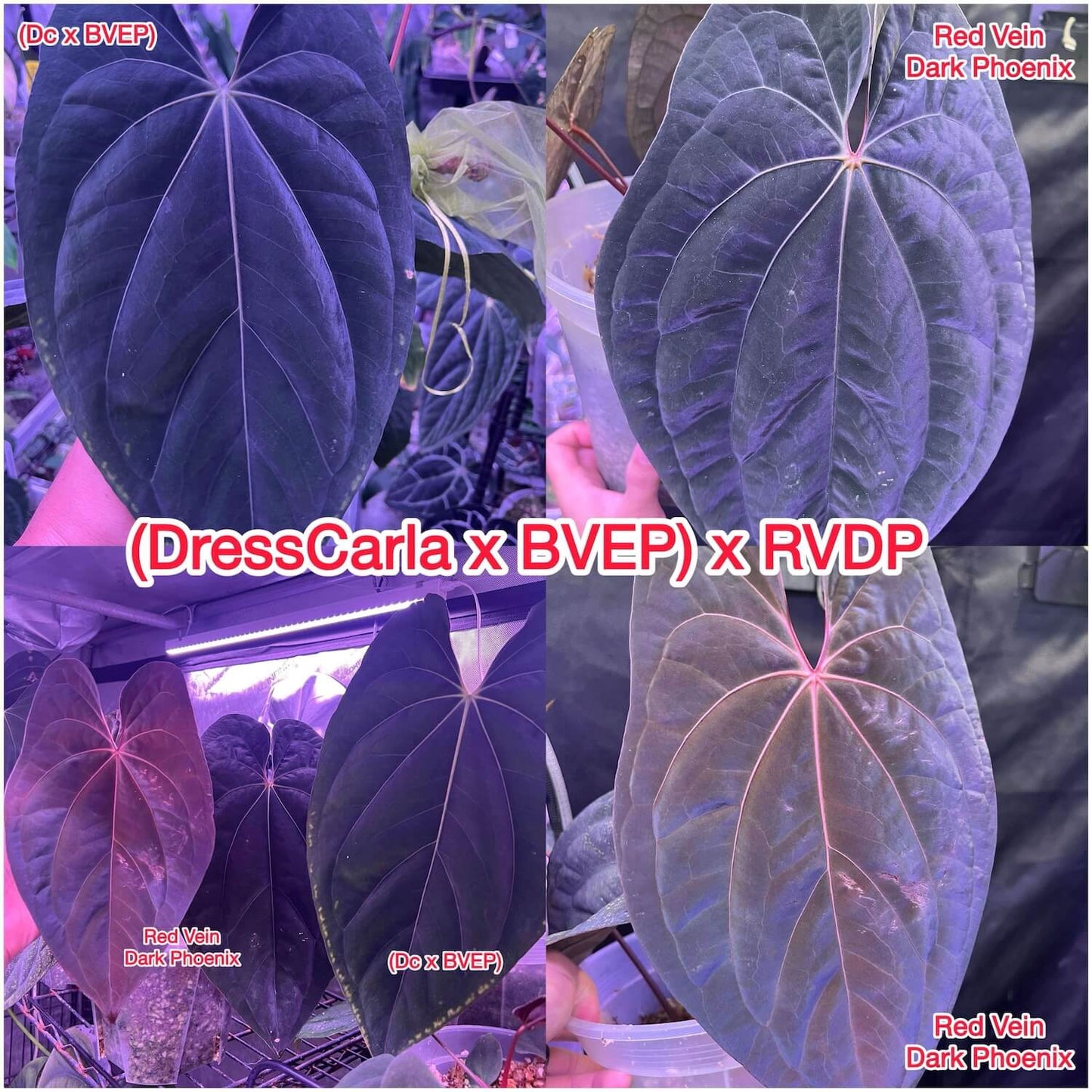 Anthurium ((dressleri x carlablackiae) x antolakii) x 'RVDP'