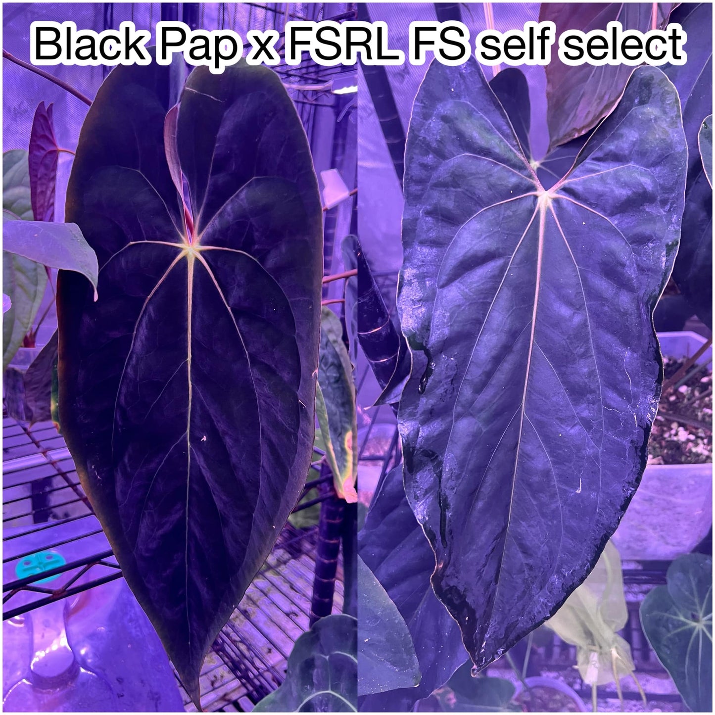 Anthurium papillilaminum 'Black' x (FSRL x FSself)