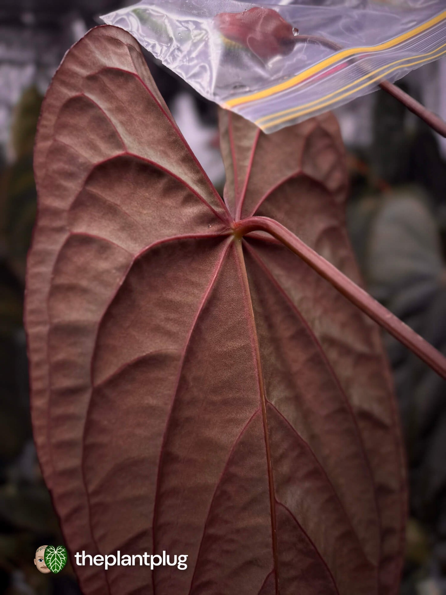 Anthurium Calculus x Twin Phoenix • germinated seeds