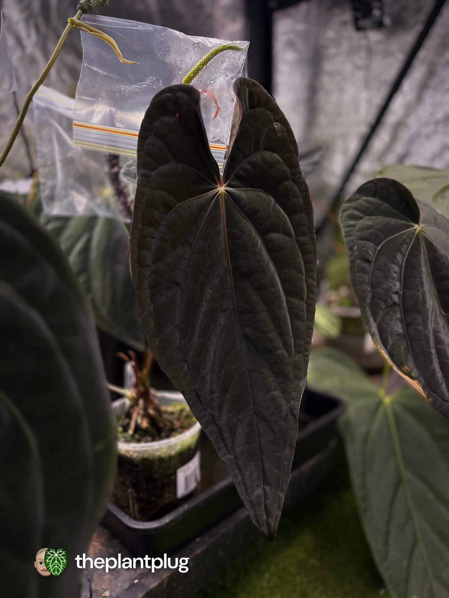 Anthurium Deadpool x Twin Phoenix • germinated seeds