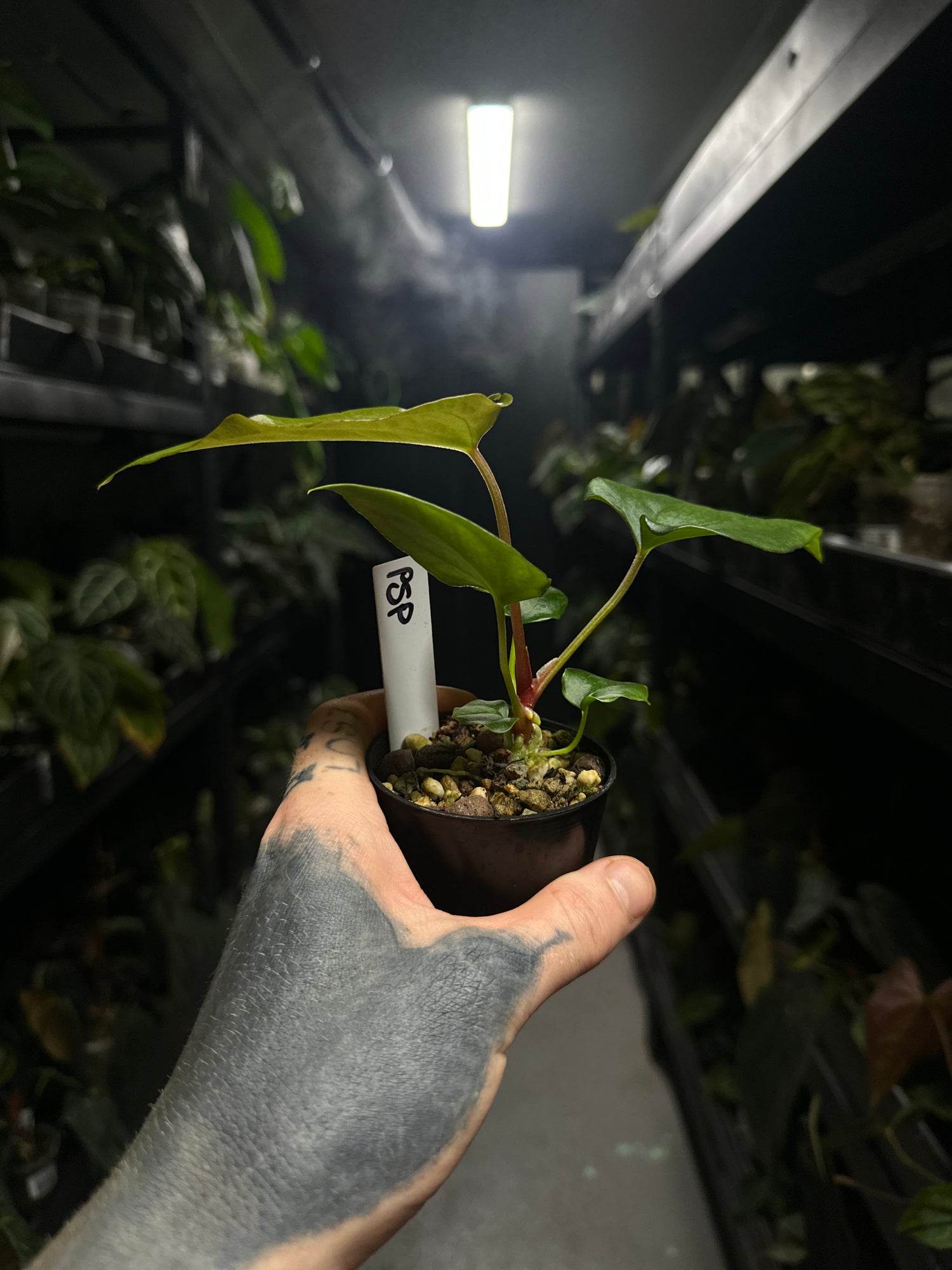 Anthurium #elcadejo - anthurium papillilaminum x sp. peru silver