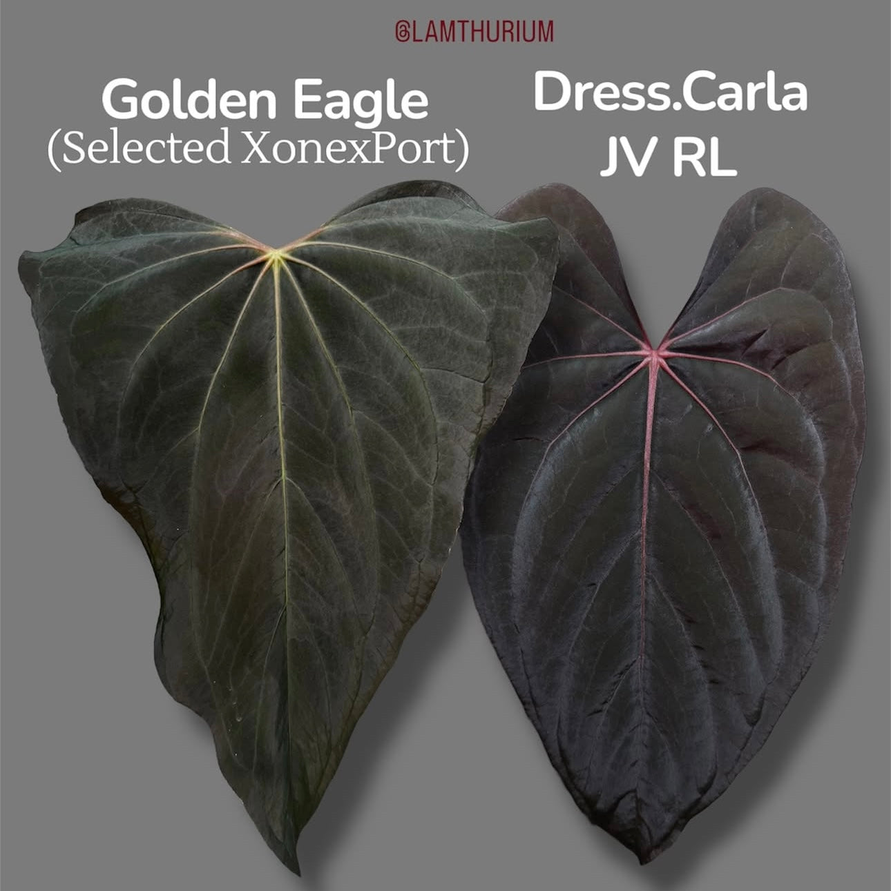 Anthurium Golden Eagle x dress carla x pap RL