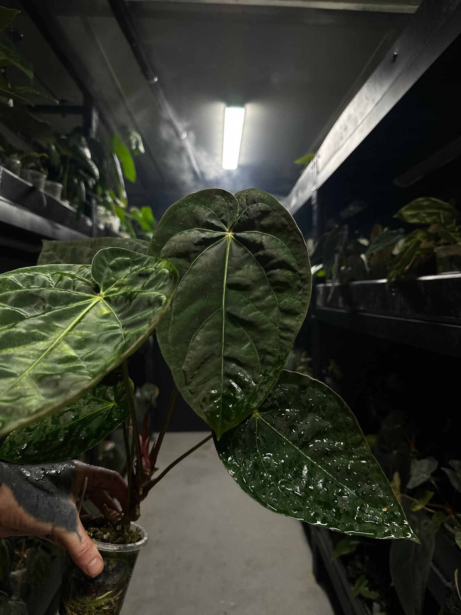 Anthurium #blackbasilisk - #blackcherry hybrid