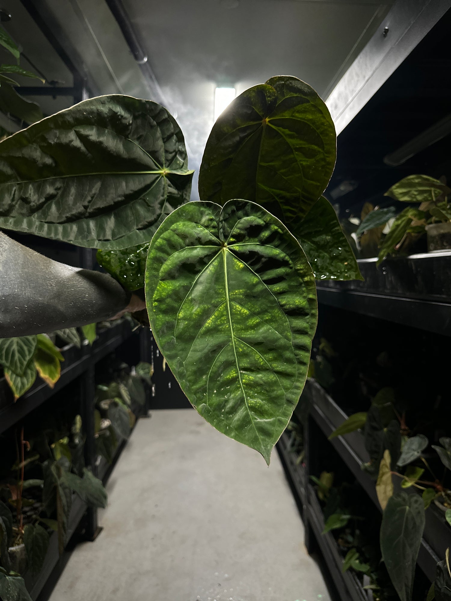 Anthurium #blackbasilisk - #blackcherry hybrid