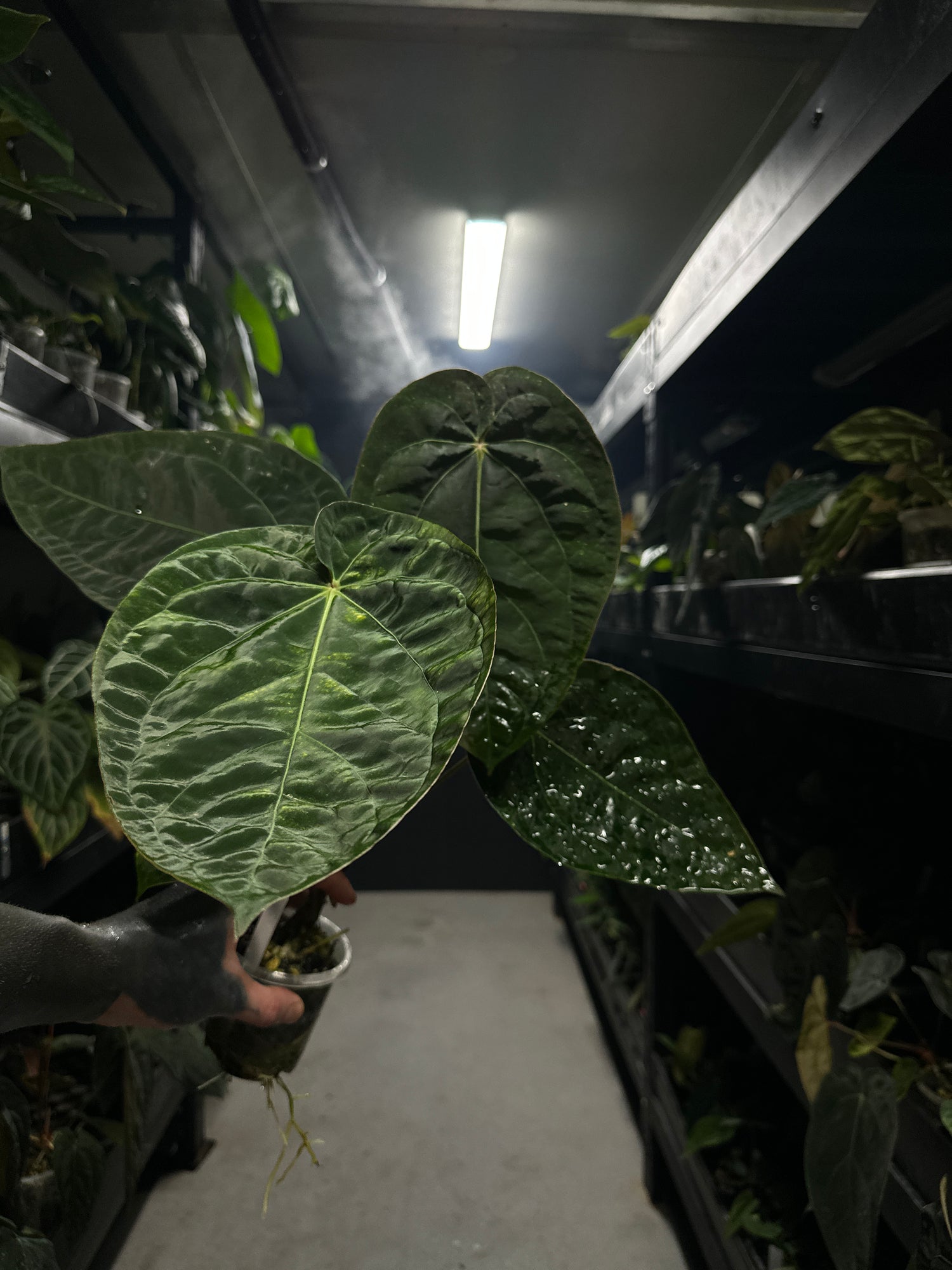 Anthurium #blackbasilisk - #blackcherry hybrid