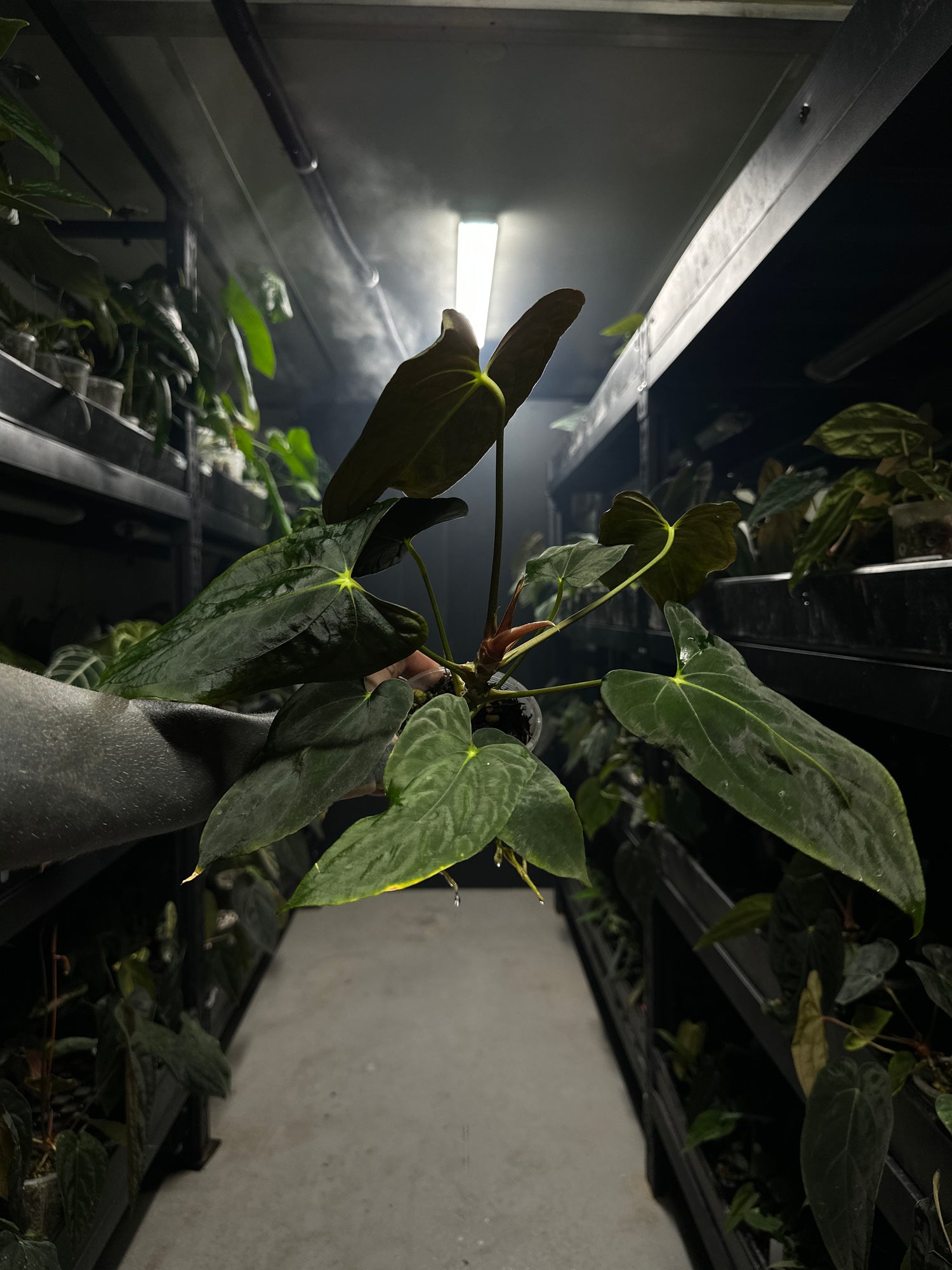 Anthurium papillilaminum