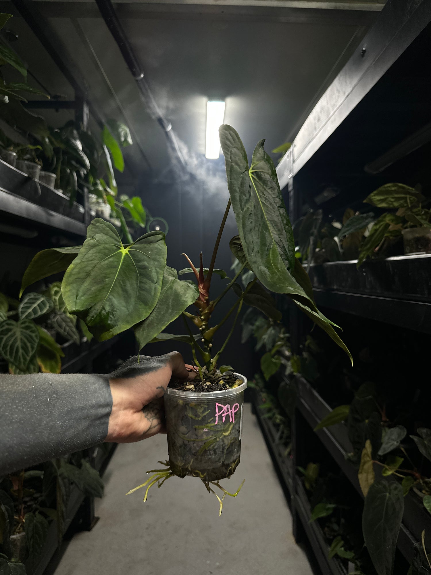 Anthurium papillilaminum