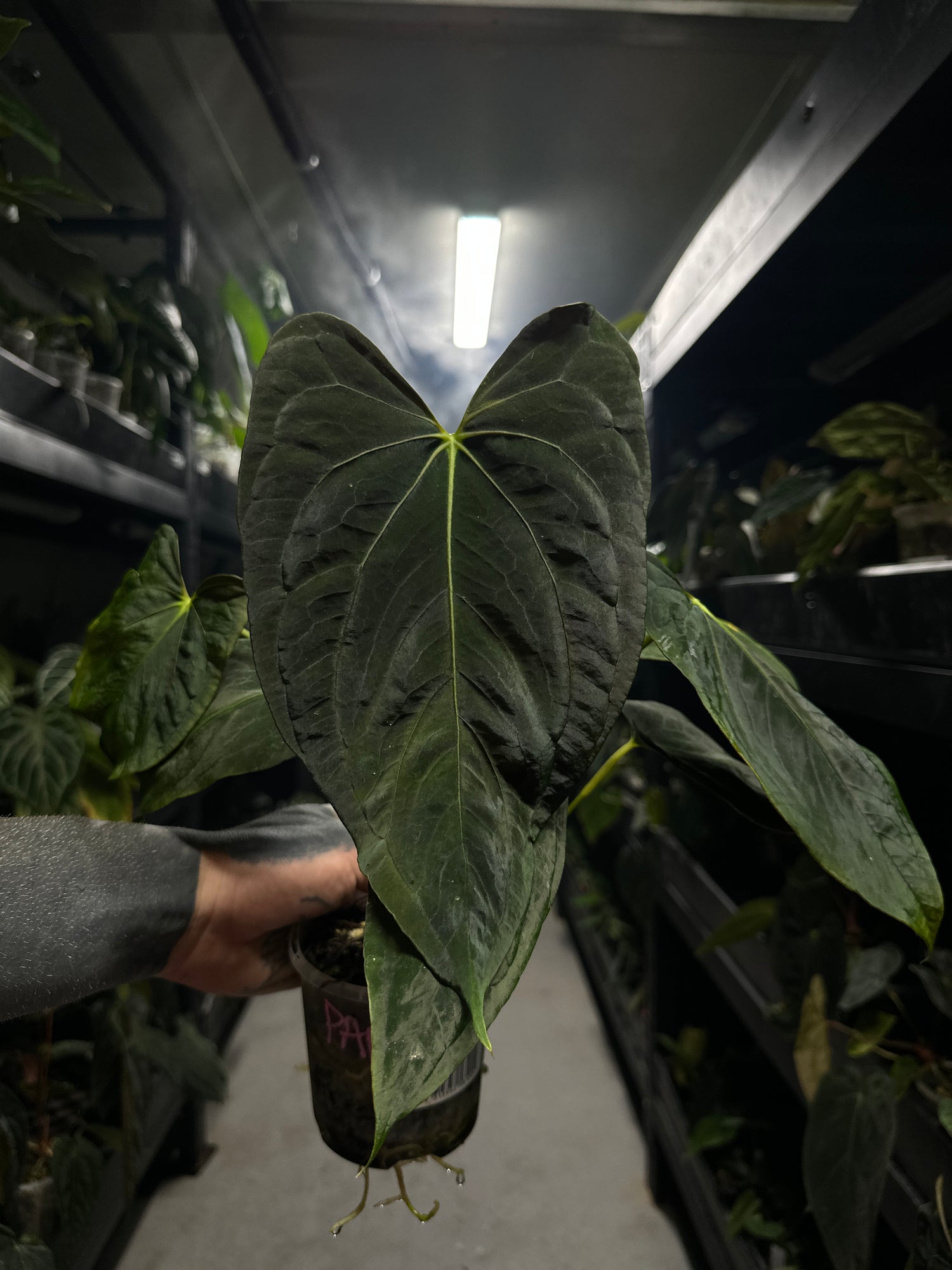Anthurium papillilaminum
