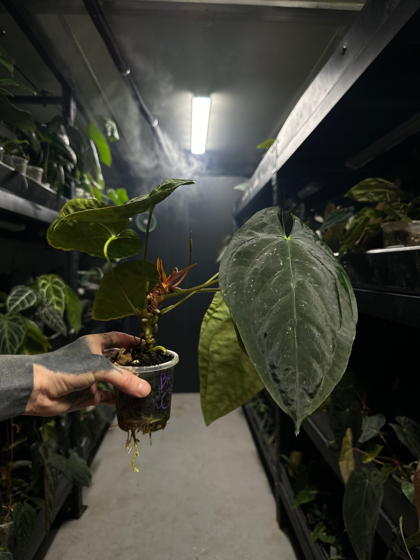 #baphomet - (hoffx x papxdress) x pap