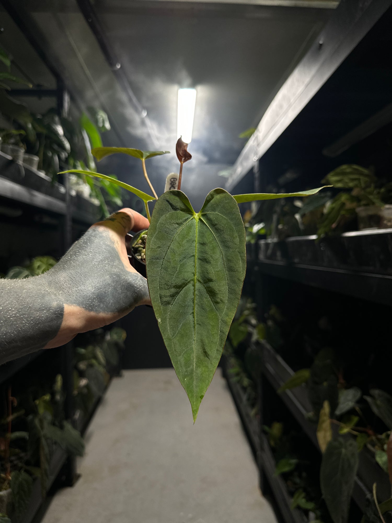 Anthurium #BBC