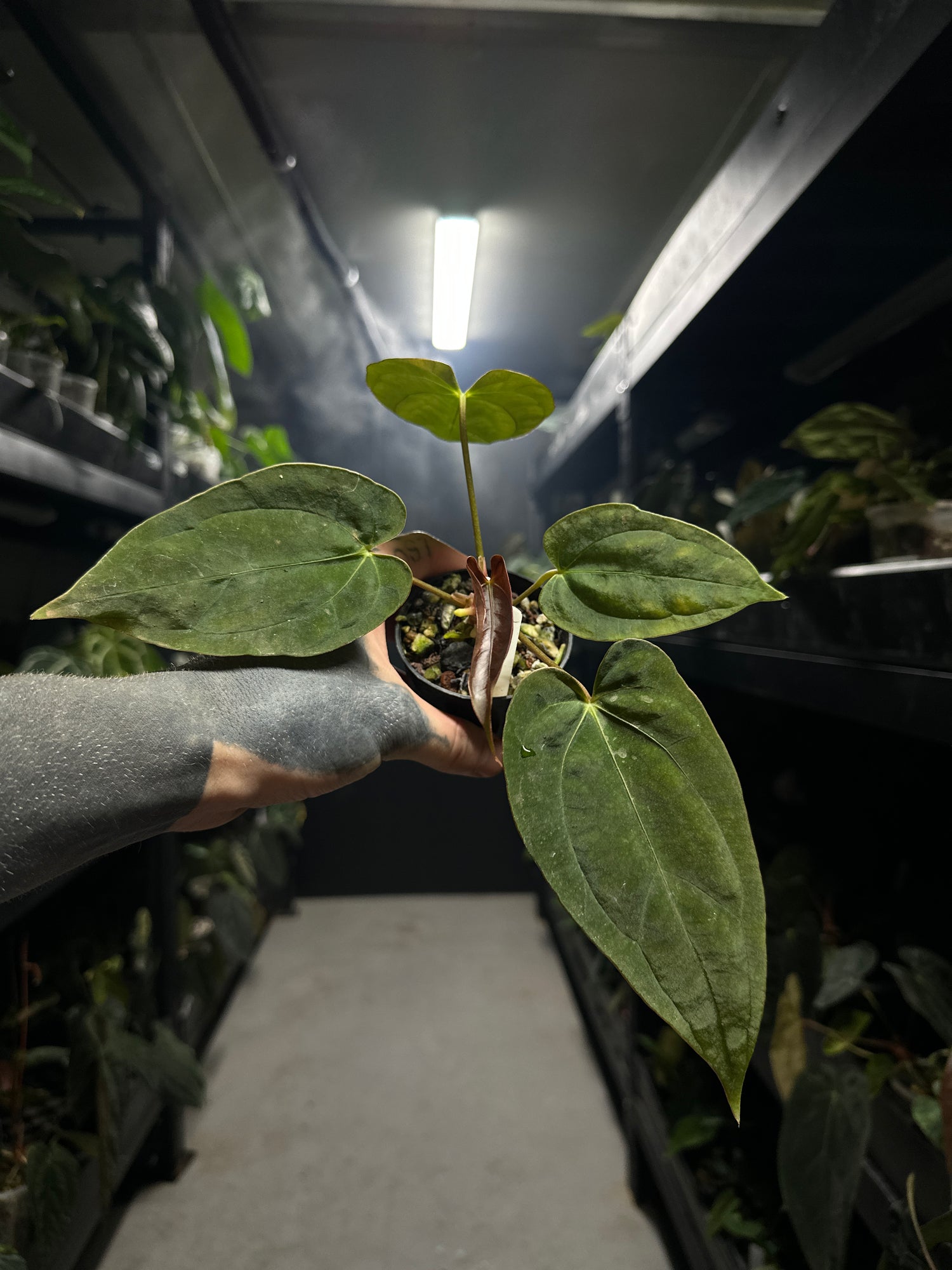 Anthurium #BBC