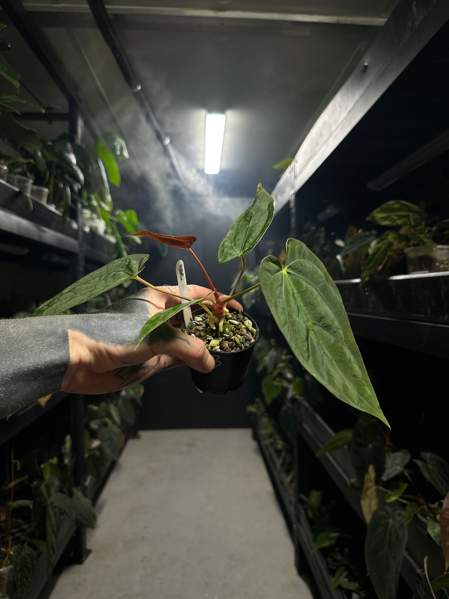 Anthurium #BBC