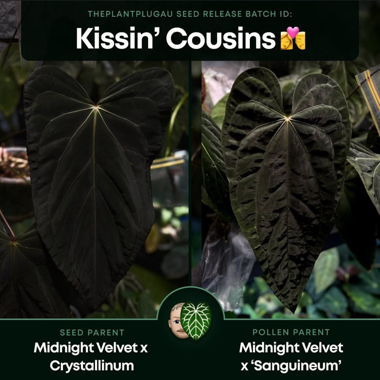 Anthurium #KissinCousins