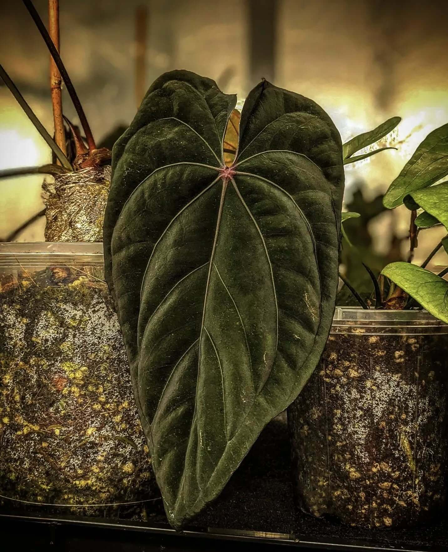 Anthurium 'Midnight Velvet Deep Ruby' – The Plant Plug