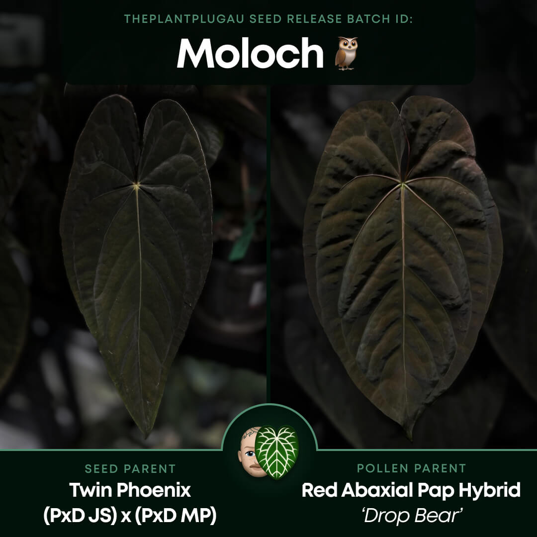 Anthurium #Moloch • holdback