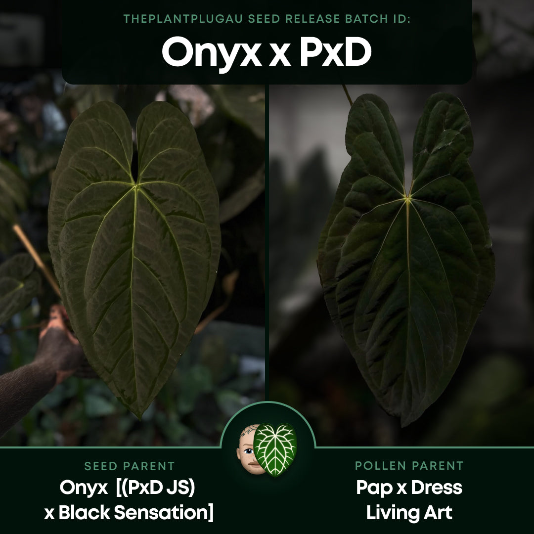 Anthurium #Onyx x (papillilaminum x dressleri)