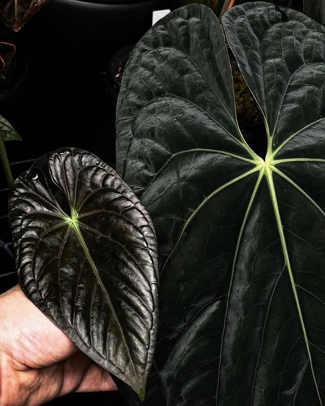 Anthurium #RippedVelvet