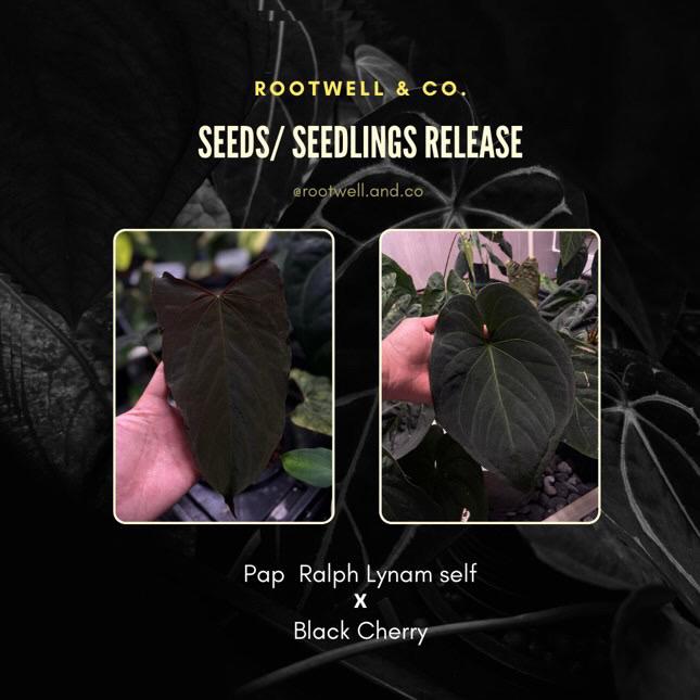 Anthurium papillilaminum 'RL' s1 x 'Black Cherry'