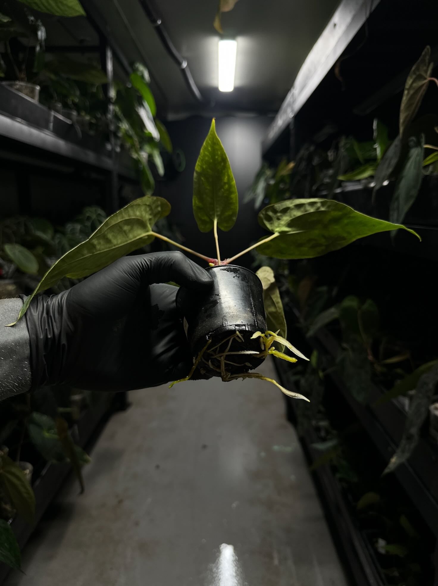 Anthurium black papillilaminum x (FSRL x FSxself)
