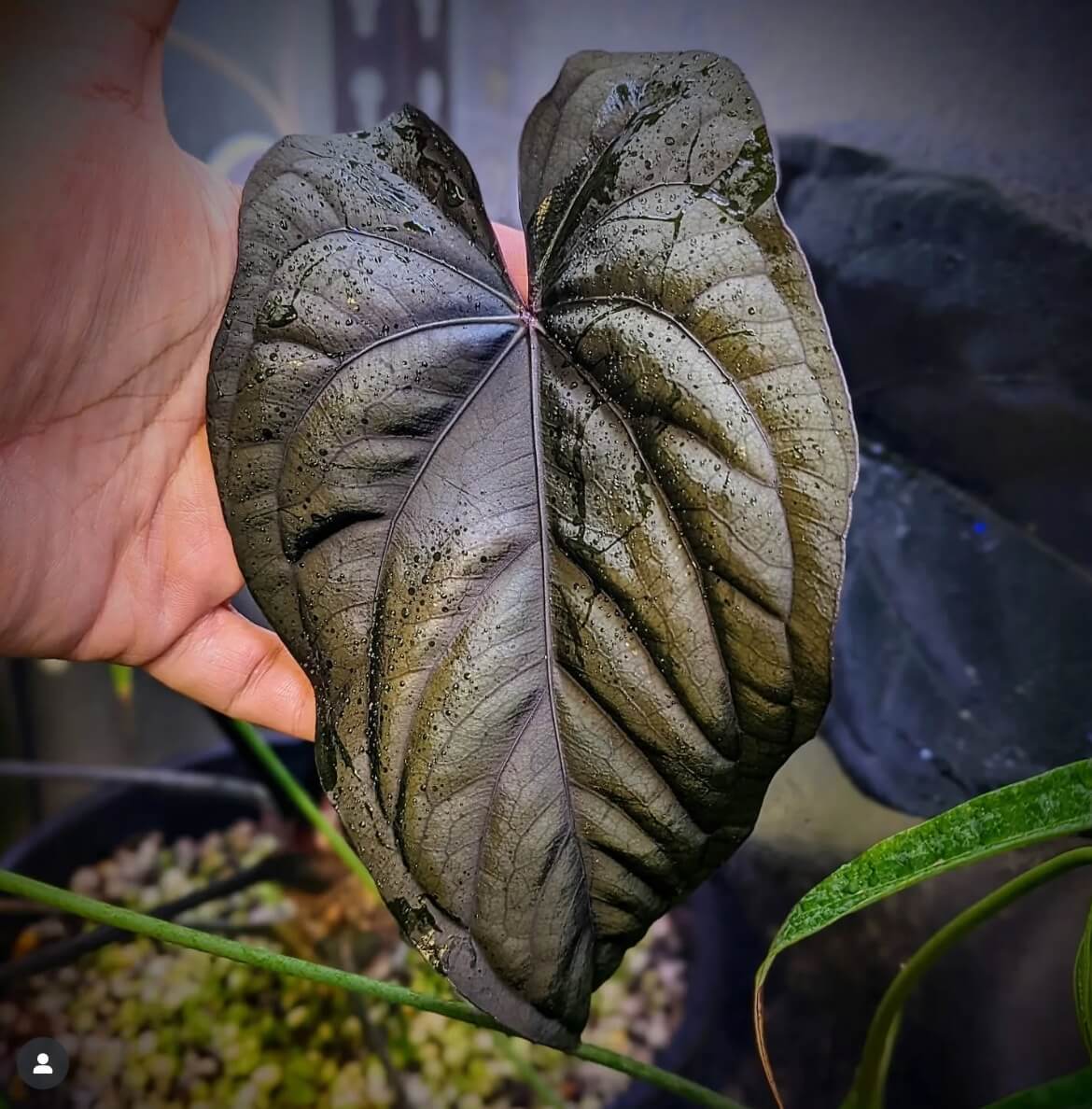 Anthurium 'Midnight Velvet Deep Ruby'