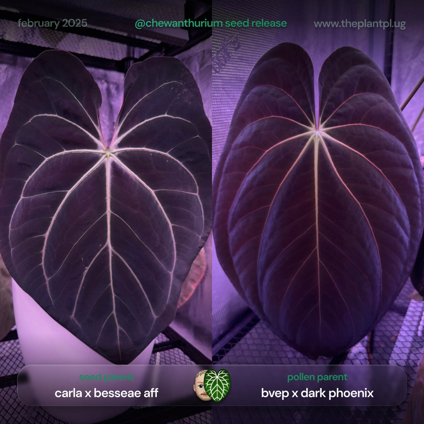 Anthurium (carlablackiae x besseae aff) x (antolakii x 'Dark Phoenix')