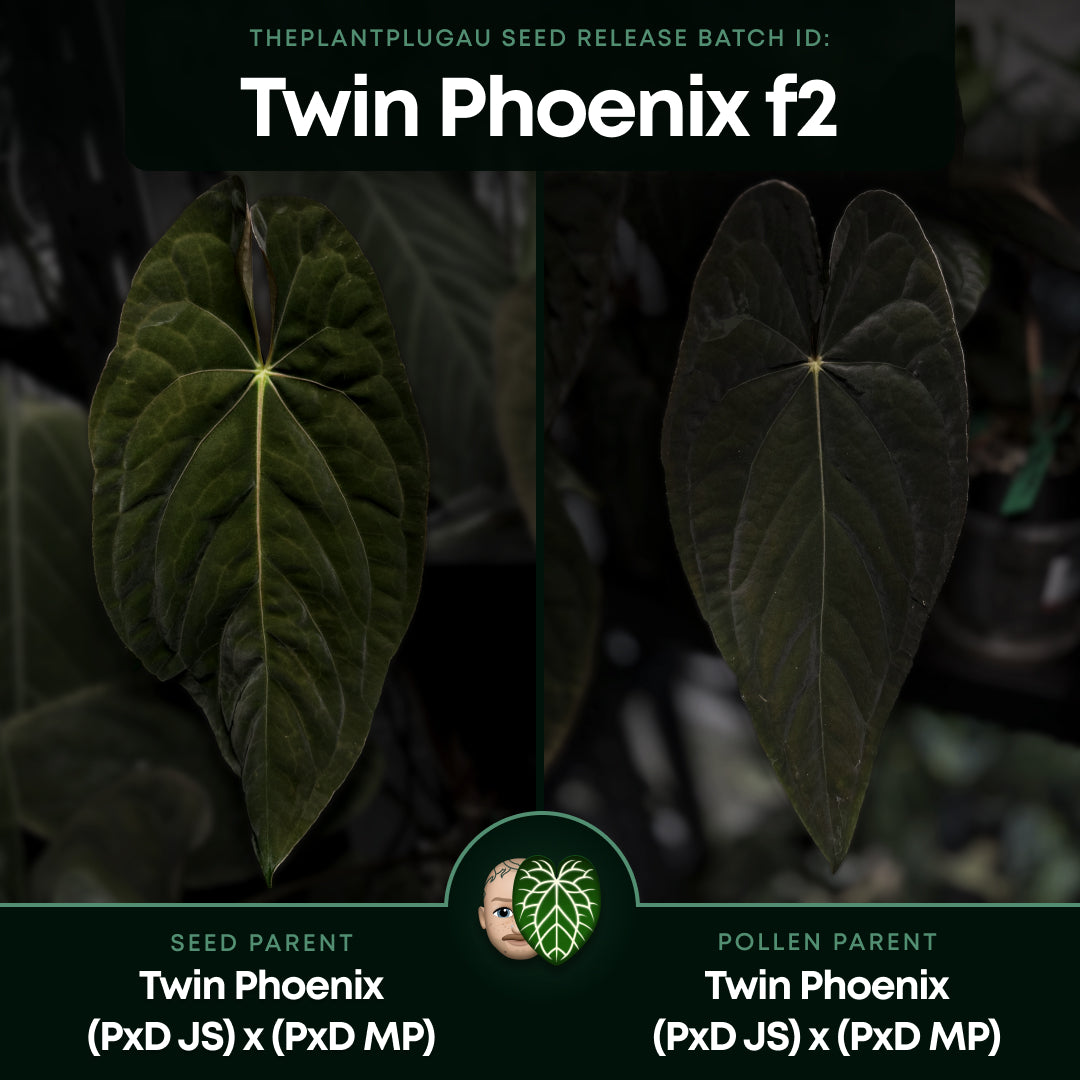 Anthurium #TwinPhoenix f2