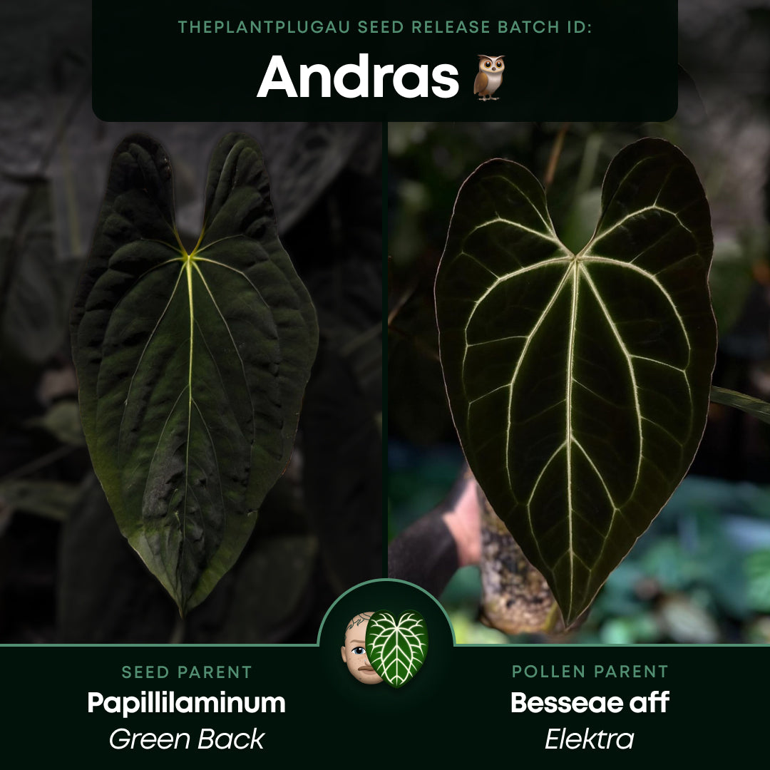Anthurium #AndrasDagger • select holdback