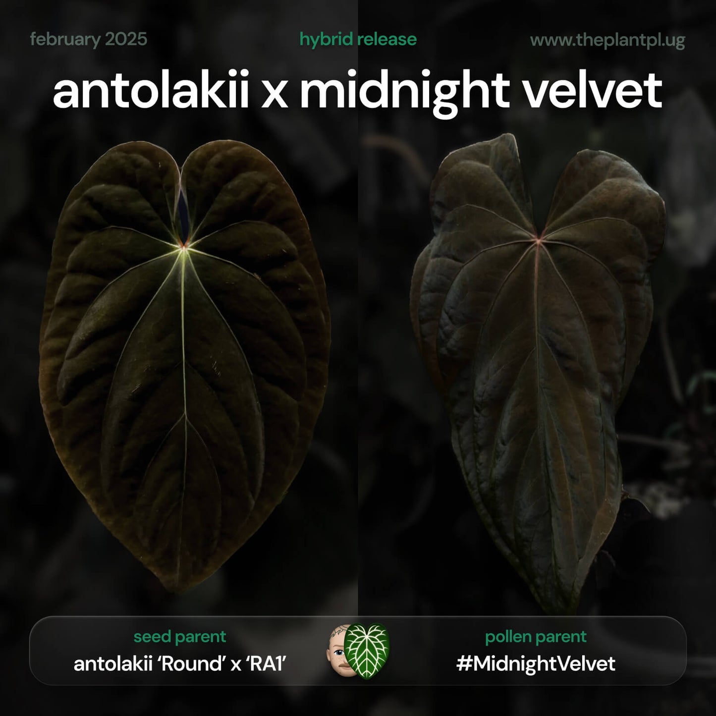 Anthurium antolakii x #MidnightVelvet 🌟
