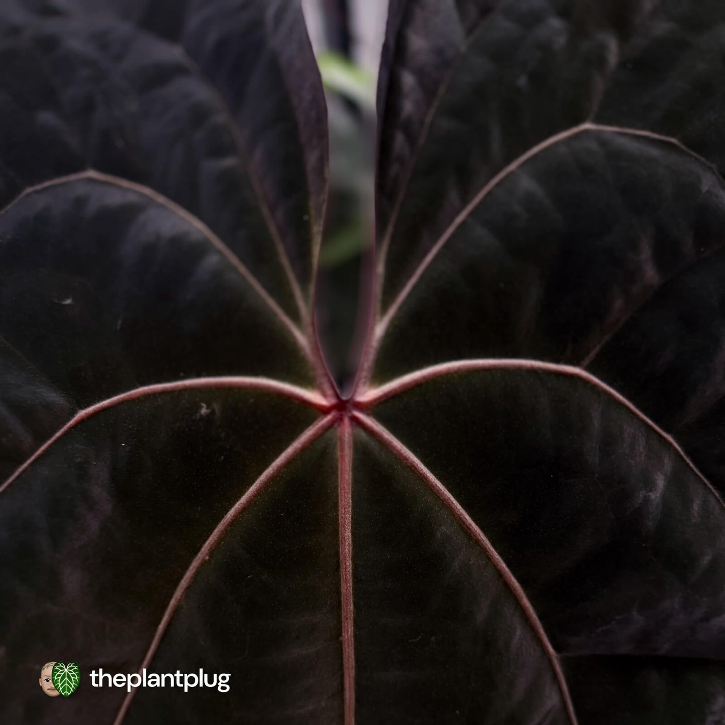Anthurium 'Twin Phoenix' x ('Ace of Spades' x 'RVDP') • germinated seeds