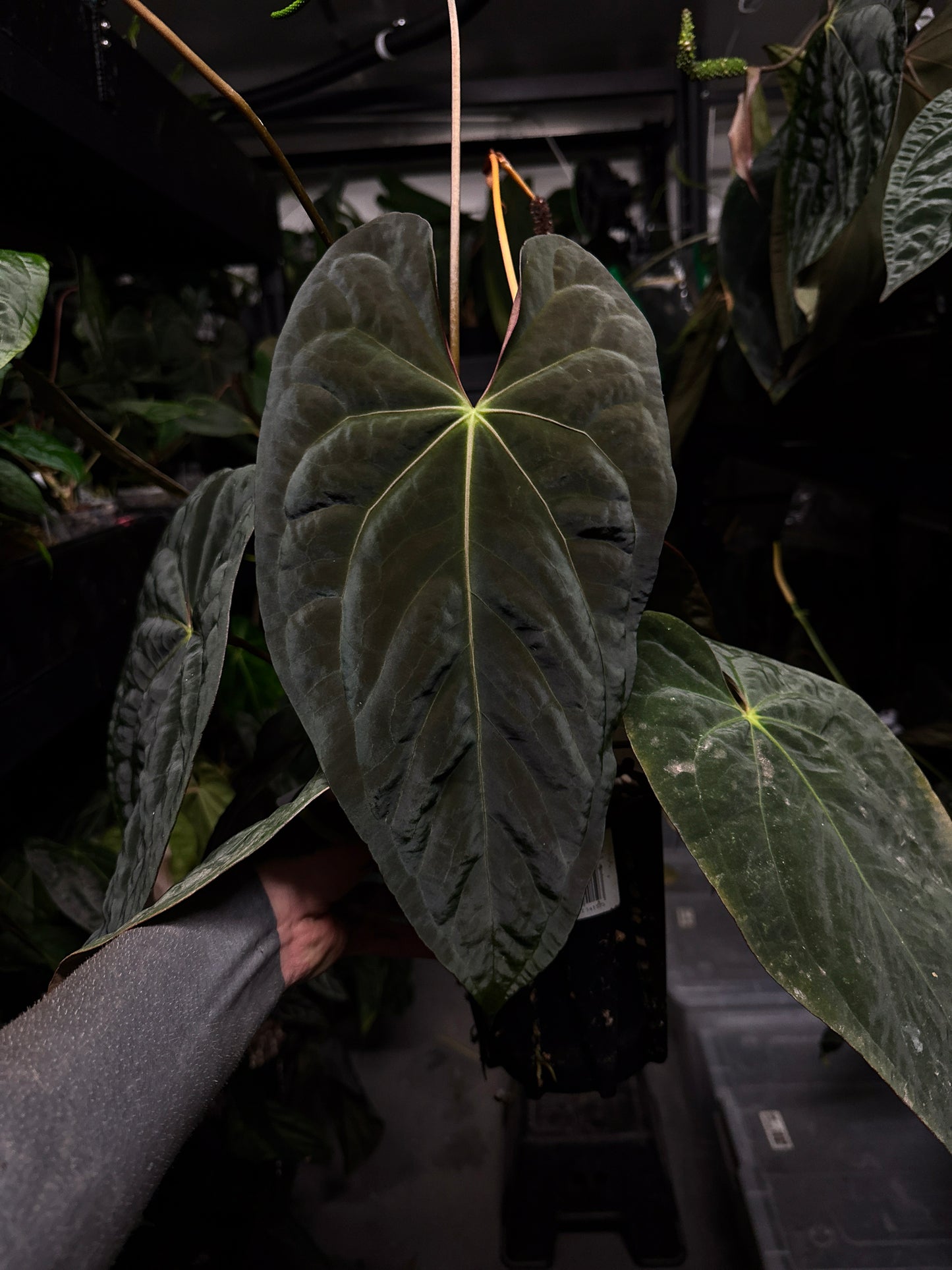 Anthurium Baphomet x Volcanic Ash • germinated seeds