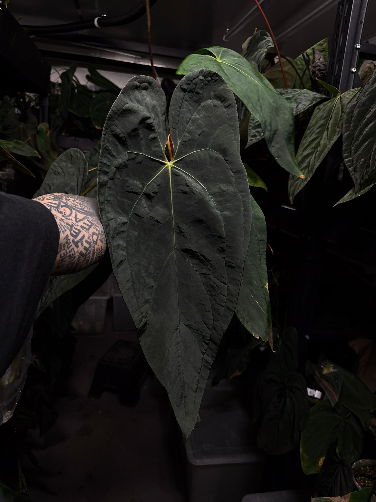 Anthurium Beelzebub x dressleri • germinated seeds