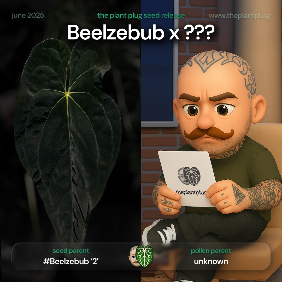 Anthurium #Beelzebub '2' x • germinated seeds