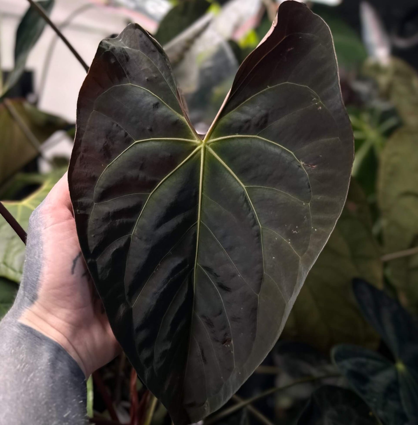 Anthurium bess pap x pap lux • germinated seeds