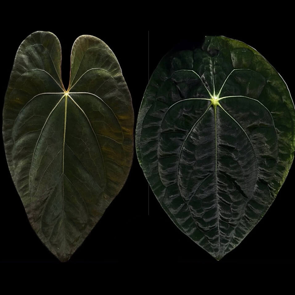 Anthurium #BlackCherry x 'Dark Forgetii'